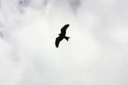 A bird flying in the sky | Photo by Amy Chung/Pexels