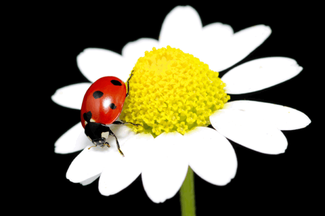 Autism’s 5 Core Deficits Defined