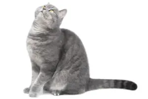 A gray cat on a white background