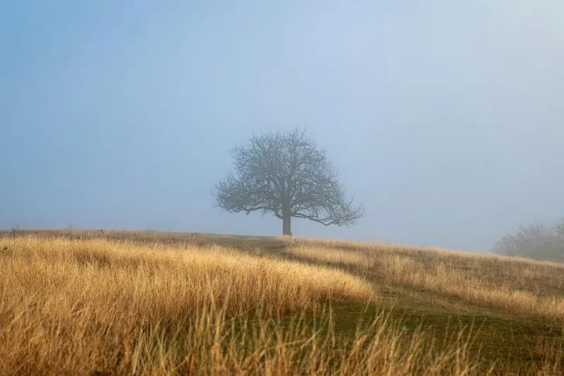 A lone tree stands at the top of a foggy hill