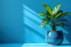 A potted plant in a blue vase on a bright blue background