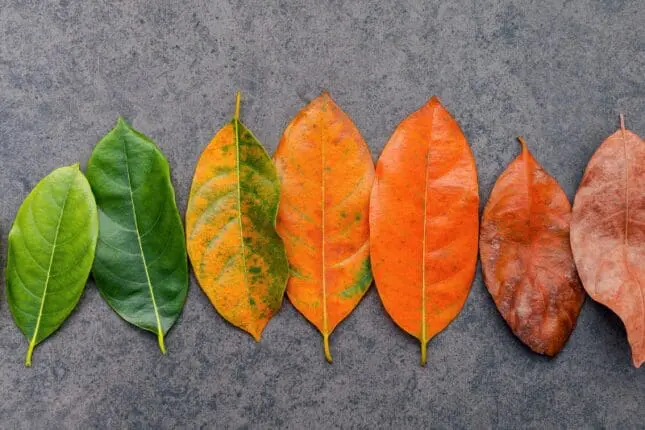 The Pain (and Blessings) of Growing Old