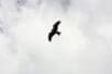 A bird flying in the sky | Photo by Amy Chung/Pexels