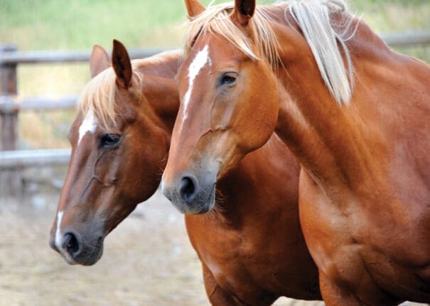 Two horses