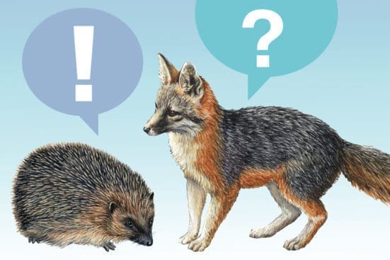 An illustration of a fox and hedgehog encountering each other