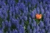 An orange flower in a field of lavender