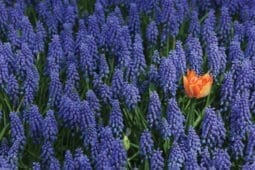 An orange flower in a field of lavender