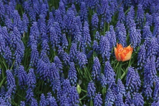 An orange flower in a field of lavender