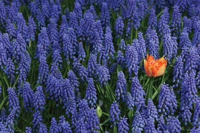 An orange flower in a field of lavender 