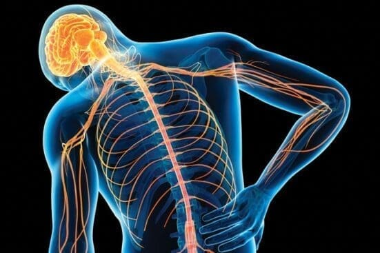 A diagram of the skeleton and nervous system