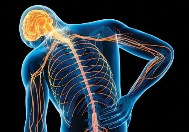 A diagram of the skeleton and nervous system