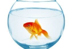 A goldfish in a bowl