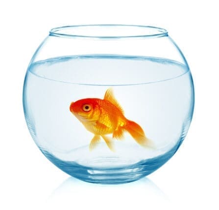 A goldfish in a bowl