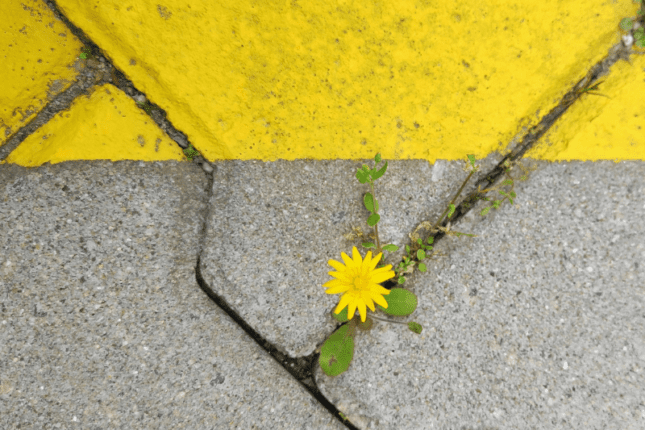 A Therapist’s 40-Year Learning Curve