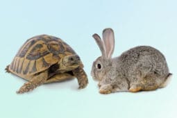 A turtle and a hare