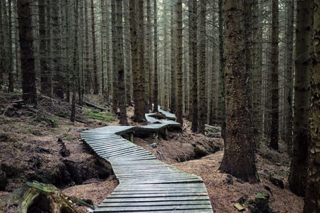 A winding path through the woods