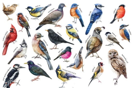 birdwatching