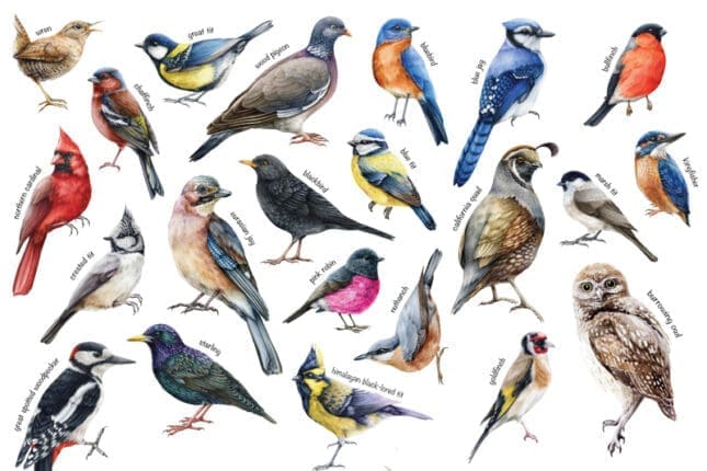 birdwatching
