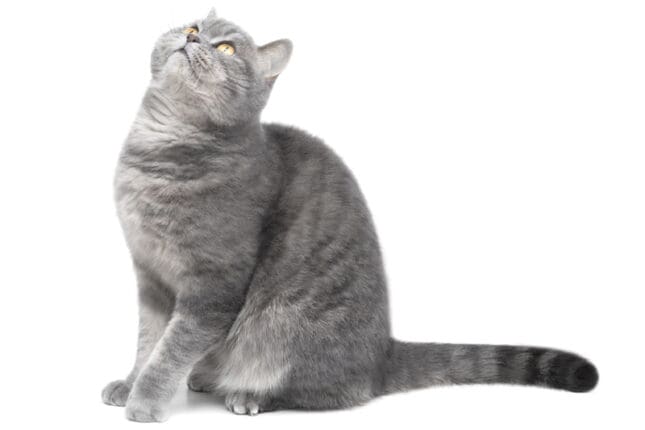 When Grief Healing Is a Soft, Grey Animal