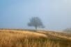 A lone tree stands at the top of a foggy hill